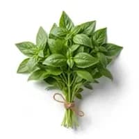 Fresh Basil