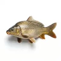 Carp
