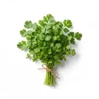 Cilantro