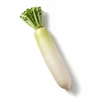 Radish / Daikon