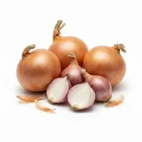 Shallot