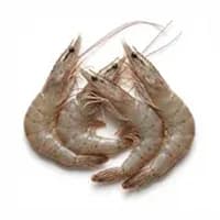 Shrimp