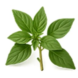 Thai Basil